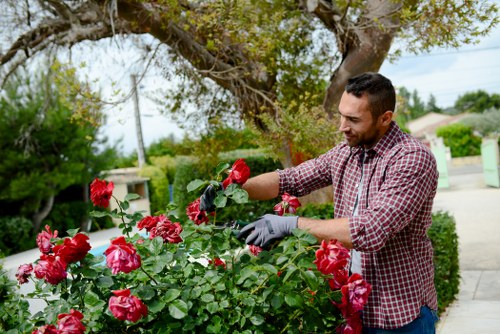 Variety of plants suitable for Forest Gate gardens